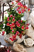 Kalanchoe with red flowers in stone pot