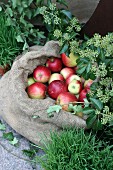 A sack of apples outside