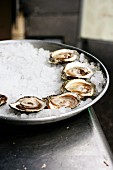 Fresh Oysters on Ice