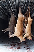 Slaughtered game hanging in a refrigerated vehicle