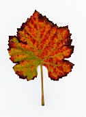 A vine leaf on a white surface