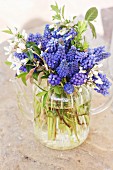 Blue grape hyacinths in glass teapot