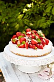 Käsesahnetorte mit Erdbeeren auf Gartentisch