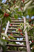 A cherry tree with a ladder