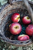 Apples in a woven basket