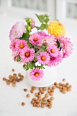 Pink asters and yellow dahlia in white vase and hazelnuts scattered on surface