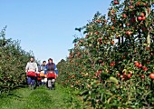Apple pickers in an orchard