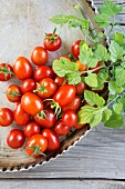Cherry tomatoes and plum tomatoes with leaves