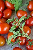 Cherry tomatoes and plum tomatoes with leaves (close-up)