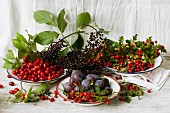 Cornelian cherries, rosehips, damsons and hawthorn berries on enamel plates with elderberries on top