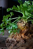 Organic celeriac with roots and soil on an old wooden board