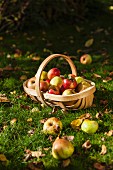 Apple harvest in basket on grass