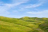 A rolling green landscape under a blue sky