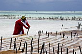 A woman harvesting seaweed at a plantation in Paje, East Africa