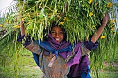 Mädchen aus dem äthiopischen Hochland mit einem Bündel frisch geschnittenem Weizen und Meskel-Blumen auf dem Kopf; Äthiopien, Afrika