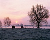 Weidende Kühe in nebliger Flusslandschaft im Morgenlicht; Holland