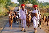 Zwei Ziegenhirten in traditioneller Kleidung in Bijaipur; Rajasthan, Indien