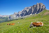 Wiederkäuende Rinder vor hohem Felsmassiv am Sellajoch; Dolomiten, Italien