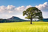 A wide landscape of barley fields with a lone tree and the Roseberry Topping in the background, North Yorkshire, Yorkshire, England