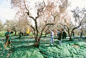 Oliven von den Bäumen schütteln in den Olivenhainen der Marina Colonna, San Martino, Molise, Italien, Europa