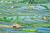 A aerial view of rice fields and farm workers at Tirta Gangga, Bali, Indonesia, South-East Asia