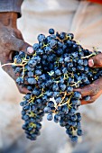 A harvest worker holding Malbec wine grapes, Mendoza, Argentina, South America