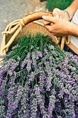 Lavender harvest; Vashon Island, Washington state, United States of America
