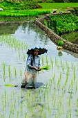 Frau pflanzt Reis in den Reisterrassen von Banaue, UNESCO Weltkulturerbe, Nord-Luzon, Philippinen, Südostasien