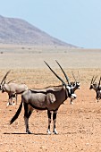 Oryx antilope (gemsbock) - heraldic animal of Namibia in Wolwedans, NamibRand Nature Reserve