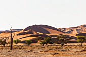 Dunes in the Sossusvlei pan in the Namibian desert – part of the Naukluft National Parks, Namibia, Africa