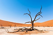 Dead acacia trees in Deadvlei in the Namibian desert – part of the Naukluft National Parks, Namibia, Africa