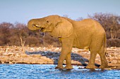 An elephant drinking at the Klein Namutoni watering hole in the Etosha National Park, Namibia, Africa