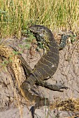 A komodo dragon on the bank of the Kwando-Mashi River, Bwabwata National Park, Caprivi, Namibia, Africa