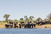 A herd of elephants at the Kwando River in the Mudumu National Park, Caprivi, Namibia, Africa