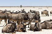 A herd of gnu in the Etosha National Park, Namibia, Africa
