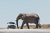 An elephant crossing the road in front of a car, Etosha National Park, Namibia, Africa