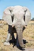 An old elephant bull in the Etosha National Park, Namibia