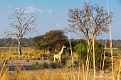 A giraffe on the flood plain of the Kwando River, Mahango National Park, West-Caprivi, Namibia