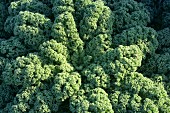 Kale in vegetable field (close-up)