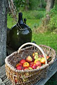 Korb mit frisch geernteten Äpfeln und Ballonflasche unter dem Baum, Quilitz im Lieper Winkel, Usedom, Mecklenburg-Vorpommern