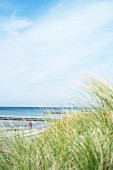 Blick auf den Strand mit Buhnen auf Hiddensee, Mecklenburg-Vorpommern