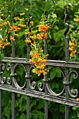 Berries on Pyracantha growing over wrought iron garden fence