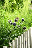 Globe thistles growing next to garden fence