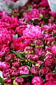 Pink peonies