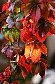 Virginia creeper in autumn colours