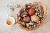 A basket of quail and hen eggs with a cracked open quail's egg next to it
