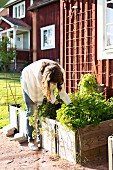 Woman gardening; wooden planting rough outside house with Falu-red wooden façade