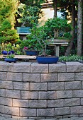 Various bonsai trees in bowls in garden