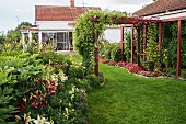 White and red lilies in summery garden with climber-covered pergola and house in background