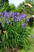 Iris growing next to garden fence